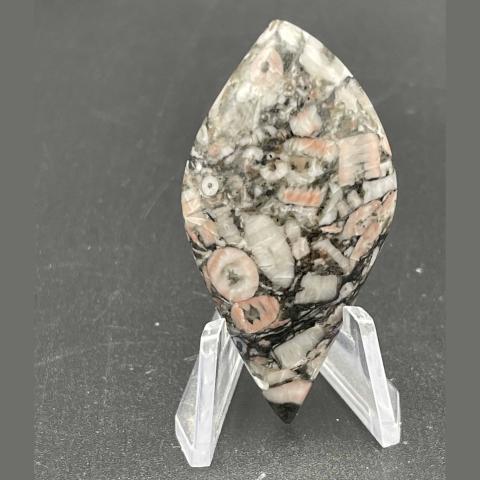 Crinoid Fossil Skewed Navette