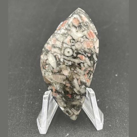 Crinoid Fossil Skewed Navette