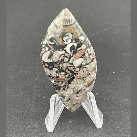 Crinoid Fossil Navette